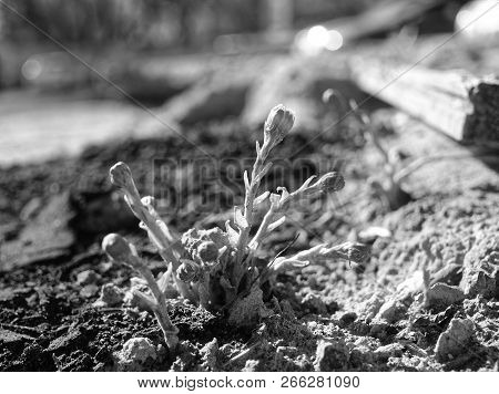 Small Plant Mother-and-stepmother In Spring, Industrial Area