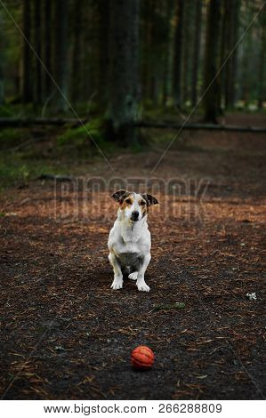 Dog Standing On Path In The Forest