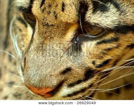 OcelotÃÂ´s head