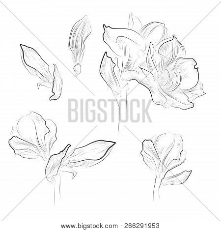 Amaryllis Flower Detailed Drawing On White Background