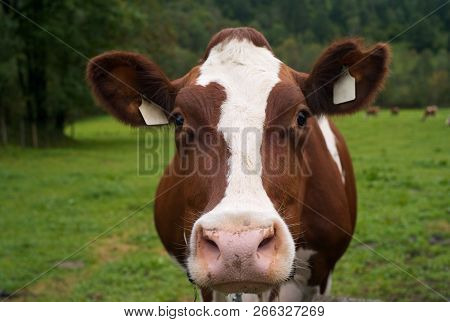 The Head Of A Cow On A Green Pasture