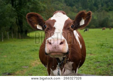 Funny Brown And White Cow On A Green Pasture