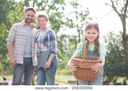 Mother and father with daughter are collecting eggs and putting them in a brown wicker baset, concept organic family lifestyle