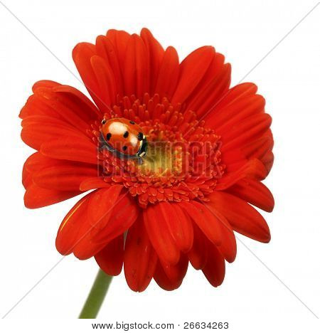 Lady bug on gerbera daisy isolated on white background