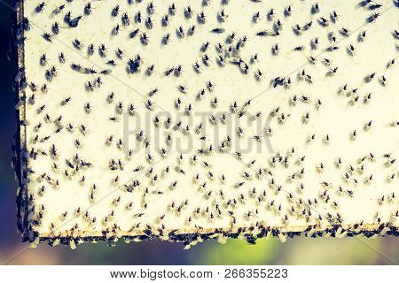 A Swarm Of Flying Ants Gather On A White Background