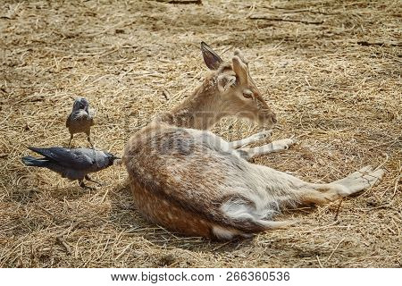 Crow Collects Wool For A Nest From The Dorsum Of A Deer