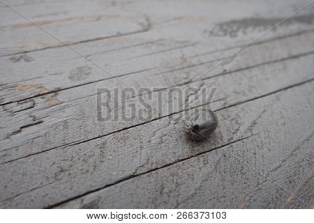 Castor Bean Tick (ixodes Ricinus)