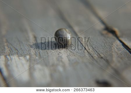 Castor Bean Tick (ixodes Ricinus)