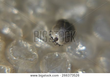 Castor Bean Tick (ixodes Ricinus)