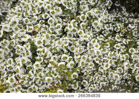 The Iberis Gibraltarica Perennial Plant For Rock Garden. Iberis Groundcover With White Flowers.