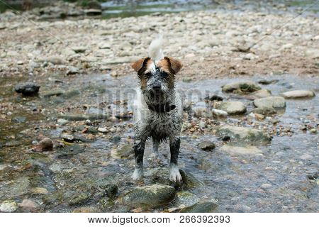 Funny Muddy Dirty Dog In A Natural River Background