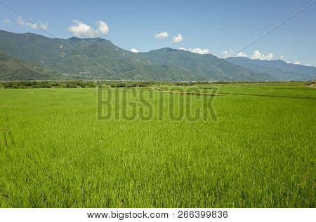 landscape of green paddy farm at countryside