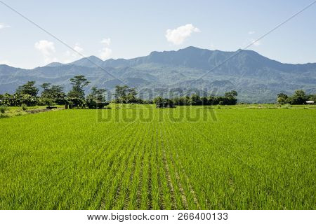 landscape of green paddy farm at countryside