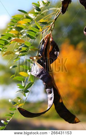 Acacia Pods On The Ground In The Fall. Acacia Trees In Late Autumn. Acacia Seeds Against