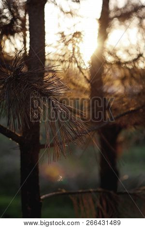 Mysterious Autumn Landscape, Amazing Colors Of Autumn. Branch Spruce Through The Bright Sunshine. Su