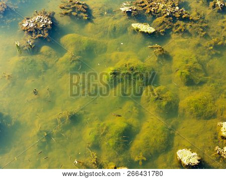 Authentic Water Landscape. Blooming Water, Fallen Autumn Leaves In Muddy Water. Small Fish Swim In T