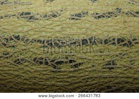 The Surface Of The Melon Texture Background Close-up