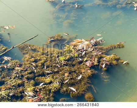 Authentic Water Landscape. Blooming Water, Fallen Autumn Leaves In Muddy Water. Small Fish Swim In T