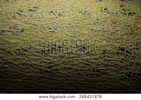 The Surface Of The Melon Texture Background Close-up