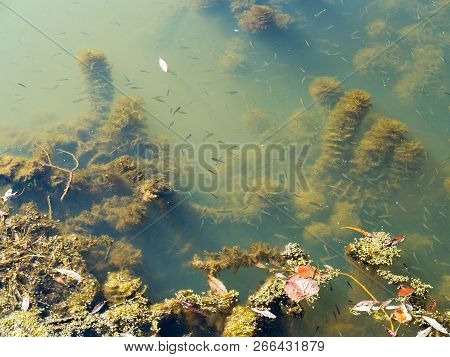 Authentic Water Landscape. Blooming Water, Fallen Autumn Leaves In Muddy Water. Small Fish Swim In T