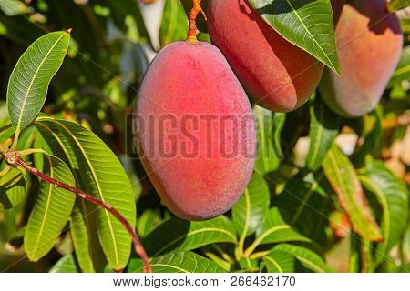 Mango tree with hanging mango fruits outdoor