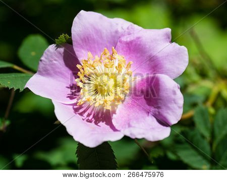 Blooming Nootka Rose In Washington State, Usa