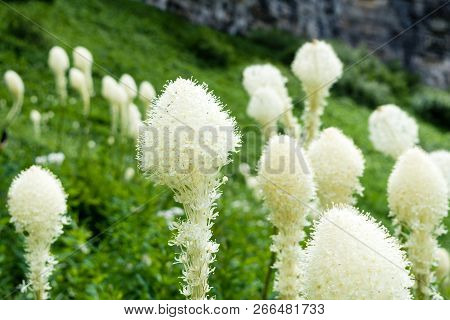 Beargrass Blooming On A Green Meadow In Glacier National Park, Usa