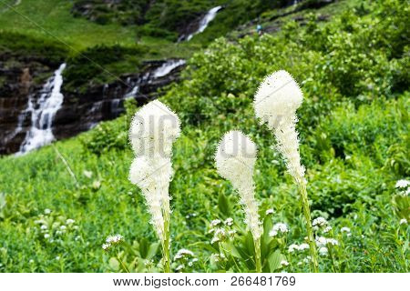 Beargrass Blooming On A Green Meadow In Glacier National Park, Usa