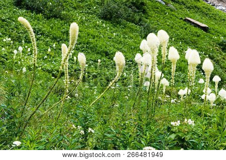 Beargrass Blooming On A Green Meadow In Glacier National Park, Usa