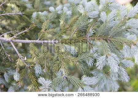 Macro Blue Spuces Branch On Blur Background. Defocused Close Up Fir.