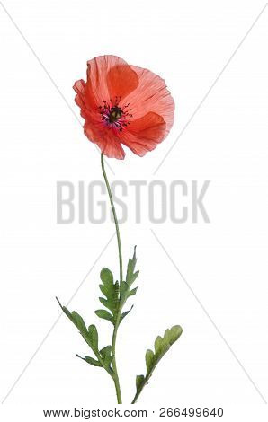 Beaytiful Red Poppy Isolated On White Background