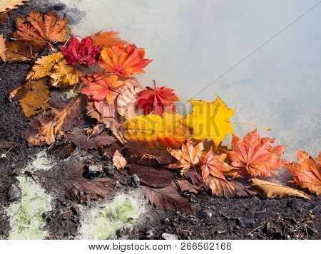 Autumn Leaves In Colorful Hot Spring - In Nikko-yumoto, Part Of Nikko National Park, Japan