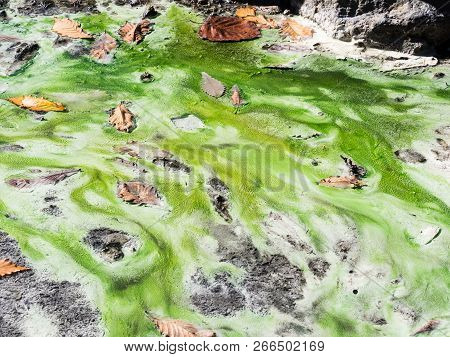 Autumn Leaves In Colorful Hot Spring - In Nikko-yumoto, Part Of Nikko National Park, Japan