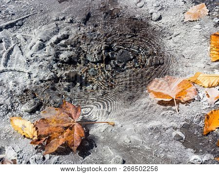 Autumn Leaves In Clear Bubbling Hot Spring - In Nikko-yumoto, Part Of Nikko National Park, Japan