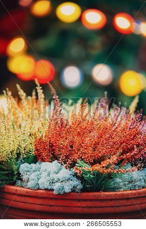 Bush Of Yellow And Red Colors Calluna Plants In Pots In Garden.