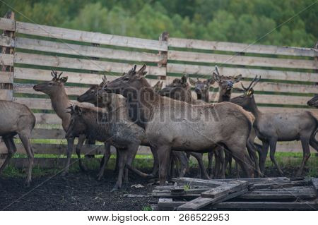 Domesticated deers marals on farm in Altay