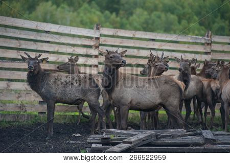 Domesticated deers marals on farm in Altay
