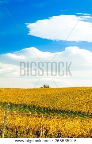 Croatia, Daruvar, Colorful Vineyards In Autumn On Hills And Beautiful Countryside Rural Landscapes