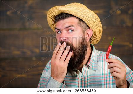Pepper Harvest Concept. Rustic Farmer In Straw Hat Likes Spicy Taste. Man Hold Pepper Harvest. Farme