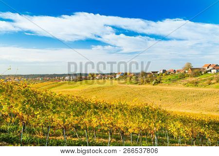 Vineyards In Autumn In Countryside Daruvar, Croatia