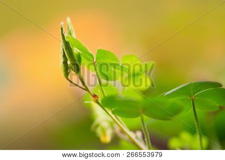 Clover plant nature background. Clover plant background nature. Environment nature background. Green leaves in autumn nature background. Background. Clover. Environment. Nature. Clover leaf nature background.Soft focus.