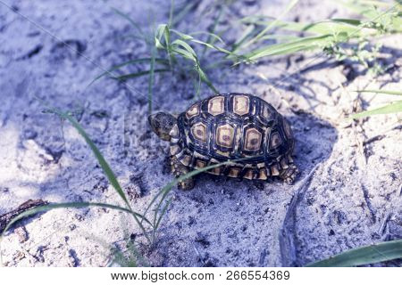 Leopard Tortoise (geochelone Pardalis), Central Kalahari Game Reserve, Ghanzi, Botswana, Africa