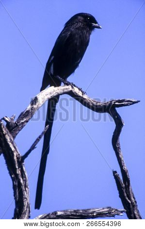 Longtailed Shrike (corvinella Melanoleuca), Central Kalahari Game Reserve, Ghanzi, Botswana, Africa