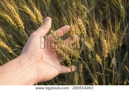 Close-up Of Man Hand Touching Holding Crops, Young Green Wheat Ears On A Field In Sunset. Close Up O