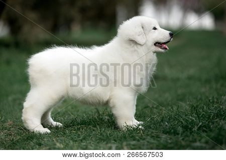 Amazing Smiling Dog Puppy Morema Stay On Grass In Sunshine