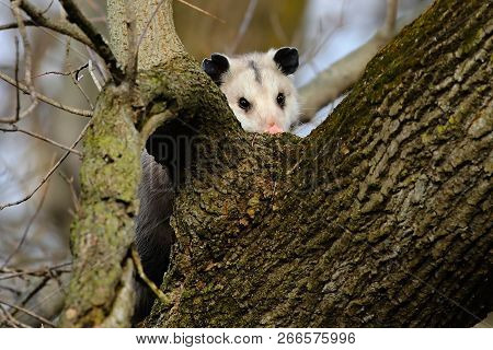 The Virginia Opossum (didelphis Virginiana) On The Tree. 
Wildlife Area In Wisconsin.