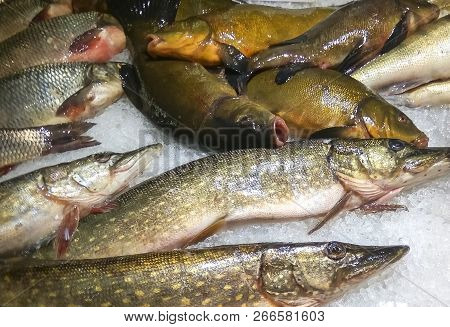 Freshwater Fish Market, Europe, Ec. At Bottom Is Wild Pike (esox Lucius) And At The Top Is Brown Ten