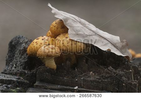 Pholiota Aurivella Mushroom On An Old Stump