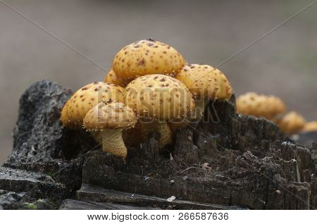 Pholiota Aurivella Mushroom On An Old Stump