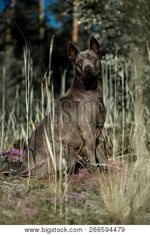 Bordercollie Walking In The Beautiful Mountain On Yellow Grass